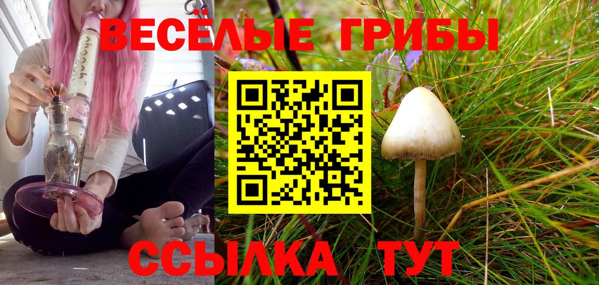 Псилоцибиновые грибы Cubensis  Вход с VPN  Чита 